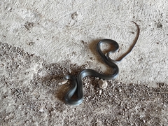 Masticophis mentovarius