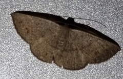 Cyclophora obstataria