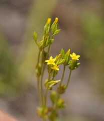 Sebaea ovata