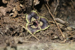 Asarum hypogynum