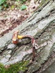 Cyanoboletus cyaneitinctus