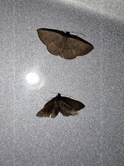 Cyclophora obstataria