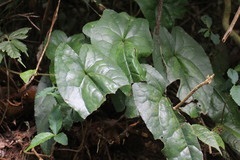 Asarum hypogynum
