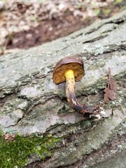 Cyanoboletus cyaneitinctus