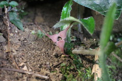 Asarum caudigerum