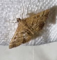 Nacoleia rhoeoalis