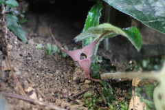 Asarum caudigerum