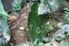 Asarum caudigerum