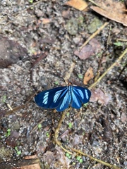 Esthemopsis sericina