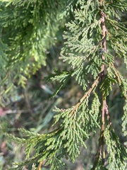 Juniperus maritima