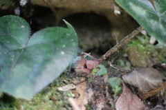 Asarum caudigerum
