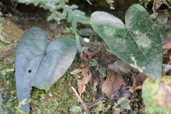 Asarum caudigerum