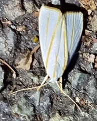 Cryptophasa flavolineata