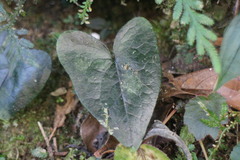 Asarum caudigerum