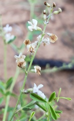 Pediomelum tenuiflorum