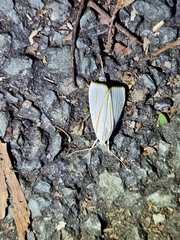 Cryptophasa flavolineata