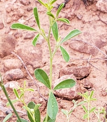 Pediomelum tenuiflorum