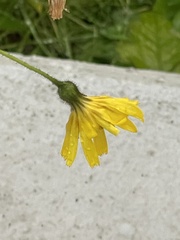 Hieracium