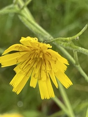 Hieracium