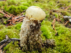 Calostoma lutescens