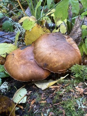 Gymnopilus ventricosus