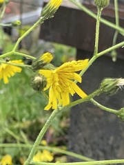 Hieracium