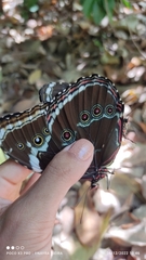 Morpho