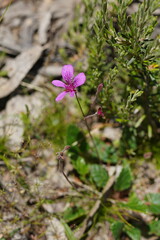 Pelargonium rodneyanum