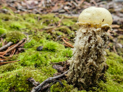 Calostoma lutescens