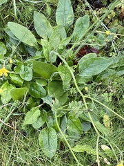 Hieracium