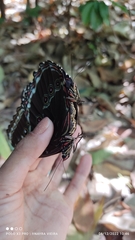 Morpho