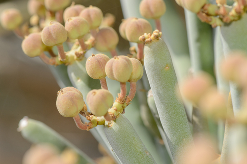 Euphorbia arbuscula, photograph 5