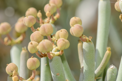 Euphorbia arbuscula, photograph 4