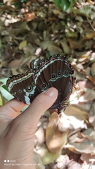 Morpho