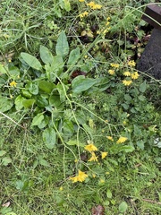 Hieracium