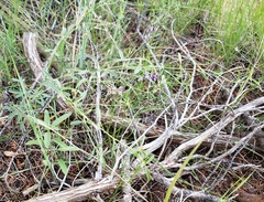 Pediomelum tenuiflorum