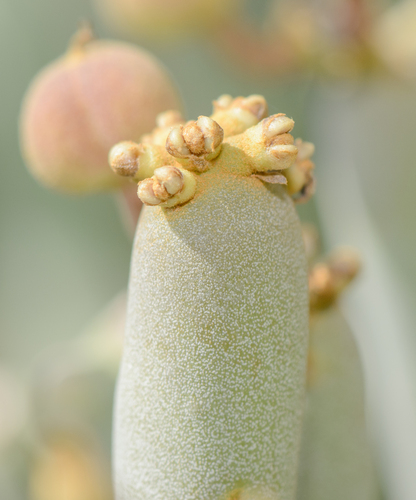 Euphorbia arbuscula, photograph 6