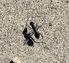 Camponotus laevissimus