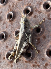 Melanoplus ponderosus