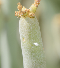 Euphorbia arbuscula image