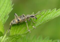 Rhagium mordax