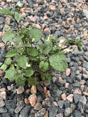 Solanum nigrum