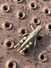 Melanoplus ponderosus