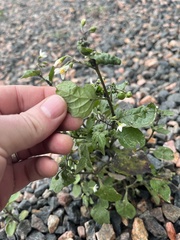 Solanum nigrum