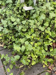Clematis vitalba