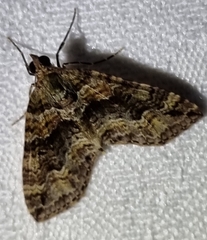 Crasilogia gressitti