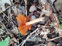 Cortinarius hesleri