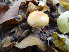 Cortinarius triumphans