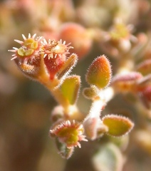 Euphorbia jaegeri