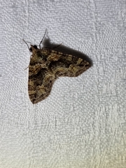 Crasilogia gressitti